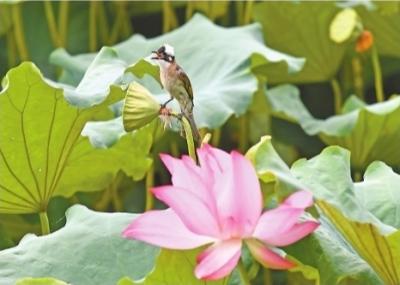 ���������һҳ