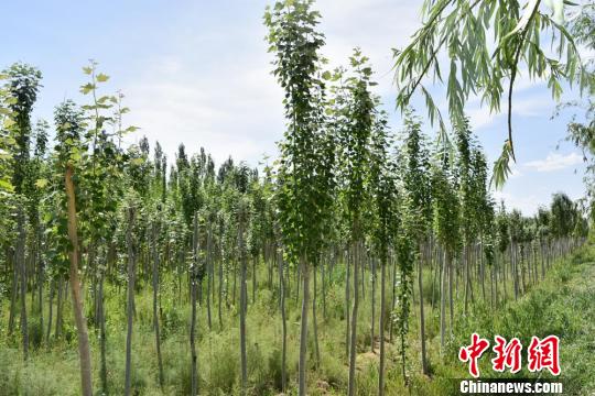 �����������ʮ��ֲ�����֣��������װ��ɳ������