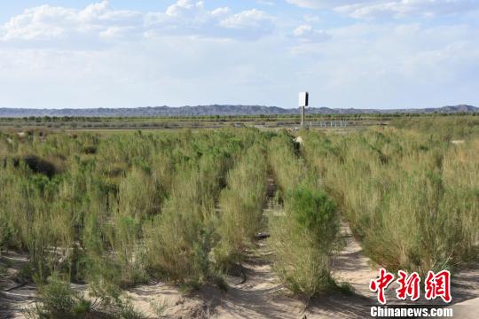 ͼΪ������Ĺ��������ӷ�ɳ�ڡ���κ���� ��