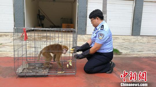 图为森林公安民警给猕猴喂食。 常国轩 摄
