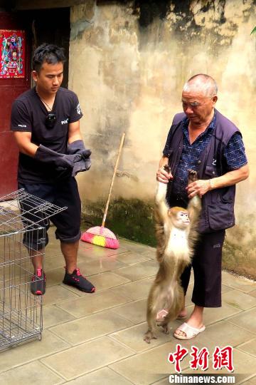 老中医为断臂猕猴接骨并主动上交森警