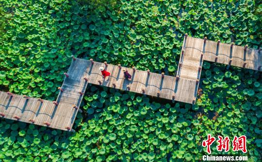 ͼΪ��ɽ������΢ɽ�����ʪ�ؾ��������ɻ�ʢ�š�����΢ɽ�����ʪ�ؾ��� ��ͼ