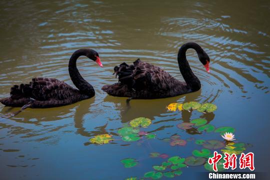 ͼΪ����ɽ������΢ɽ�����ʪ�ؾ���������ںɻ�����Ϸ��������΢ɽ�����ʪ�ؾ��� ��