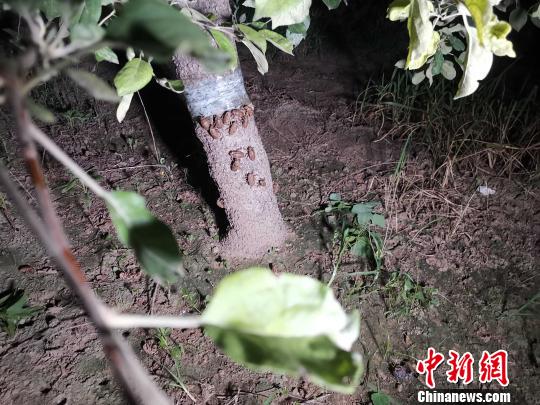 记者当日在该村一农户家的苹果园内看到,每棵苹果树底部都绑了一圈胶带,密密麻麻的金蝉们聚集在胶带下方,试图冲破阻碍。 郝学娟 摄