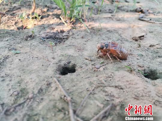 探访济南“金蝉村”蜕变之路:每亩地增收八千元