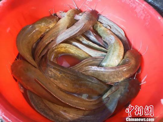 ̨�Ǹ��ǲ��г�һ�㵵���۵�Ұ������ ������ ��