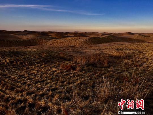 甘肃武威“压沙造林史”:从寸草不生到荒漠绿意浓