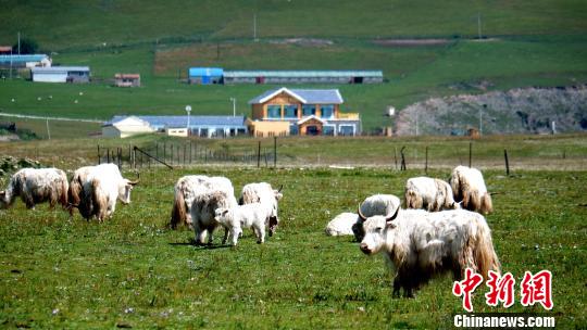 图为生态牧场上的白牦牛。 李隽 摄