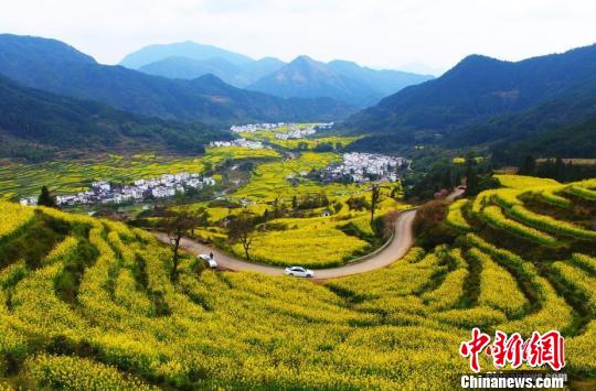 航拍江西婺源江岭万亩梯田油菜花,绵延起伏的金黄花海,十分壮观。(资料图) 刘占昆 摄