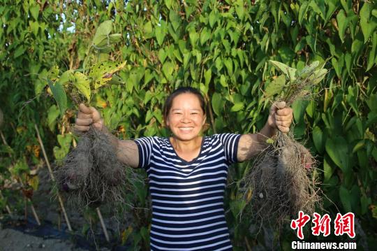 8月24日,江西省安远县凤山乡东河村紫山药基地,通过种植紫山药脱贫致富的高金燕开心地展示丰收的紫山药。 王剑 摄