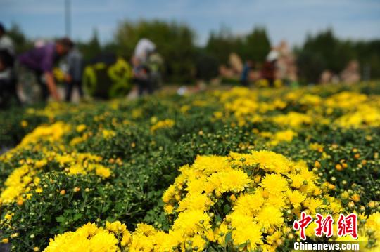 第四届中国—阿拉伯国家博览会花卉展摆工作进展有序,100万盆鲜花扮靓银川街头。 于晶 摄