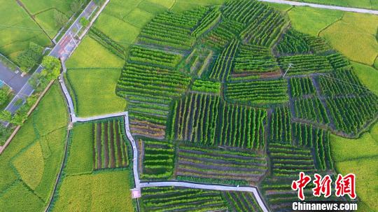 8月24日,航拍江西省安远县凤山乡东河村紫山药基地,目前已进入采收季。 王剑 摄