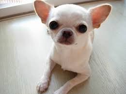 小狗躲进主人行李箱安检引发纽约机场警报(图)