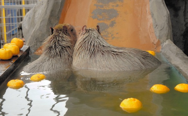 �ձ��㴨ˮ�ඬ����������Ȫ ��̬���䣨ͼƬ��Դ������������վ��