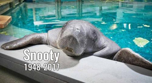 资料图:最长寿海牛。来源:美国南佛罗里达历史博物馆网站。