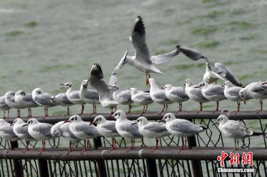 ����ͼ����Ÿ��<a target='_blank' href='http://www.chinanews.com/'>������</a>���� ����� ��