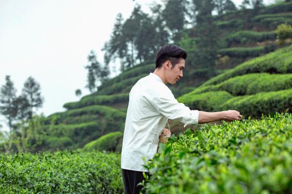 Ϊʲô��Ҷ����й����輸�������Ը�ɽ