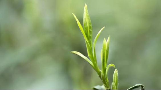 Ϊʲô��Ҷ����й����輸�������Ը�ɽ