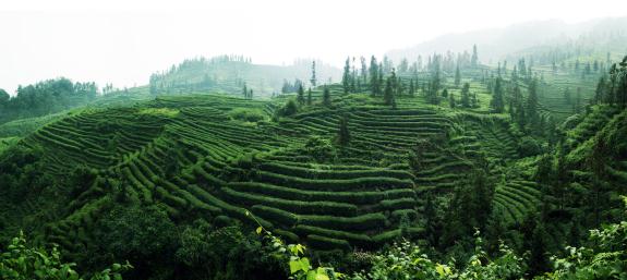 Ϊʲô��Ҷ����й����輸�������Ը�ɽ