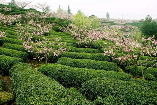 Ϊʲô��Ҷ����й����輸�������Ը�ɽ