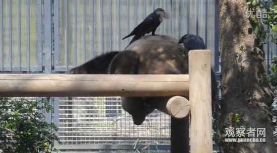 再薅点儿,回去做窝怎么也够了