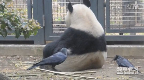 乌鸦叨大熊猫毛