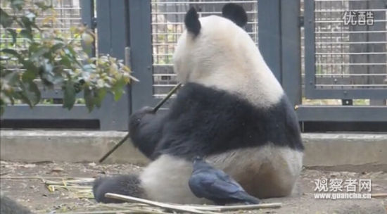 大熊猫只顾吃竹子