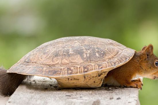 萌翻!超可爱红松鼠试穿龟甲