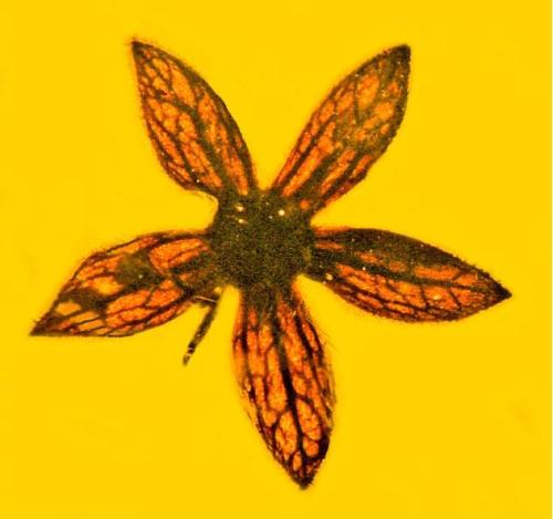 ���������һҳ