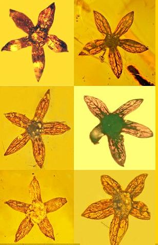 ���������һҳ