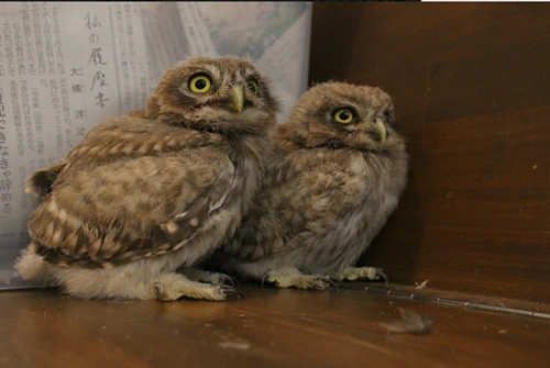 ��Դ�����ȹݡ�èͷӥ֮ɭ������