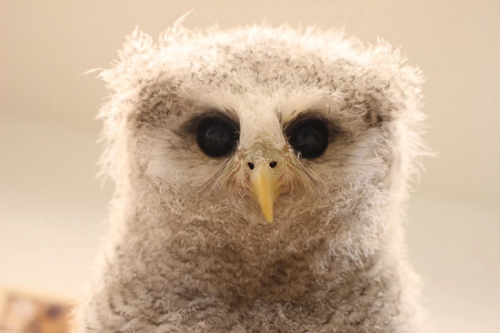 ��Դ�����ȹݡ�èͷӥ֮ɭ������