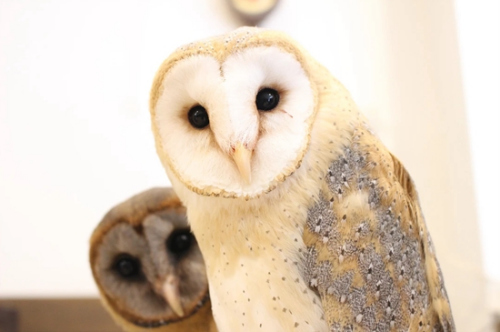 ��Դ�����ȹݡ�èͷӥ֮ɭ������