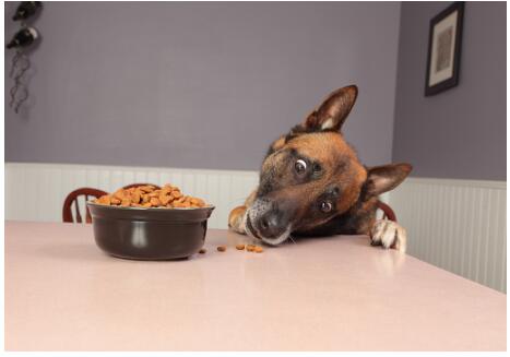 狗狗呕吐出黄水泡沫是怎么回事,补充益生菌拉