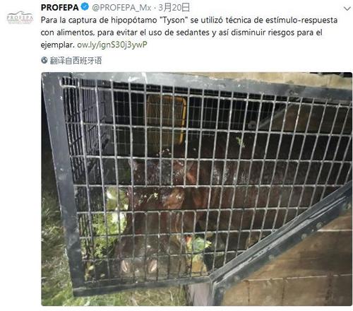 墨西哥“落跑河马”成网红流浪10日后被抓回