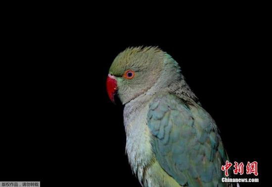 ���������һҳ