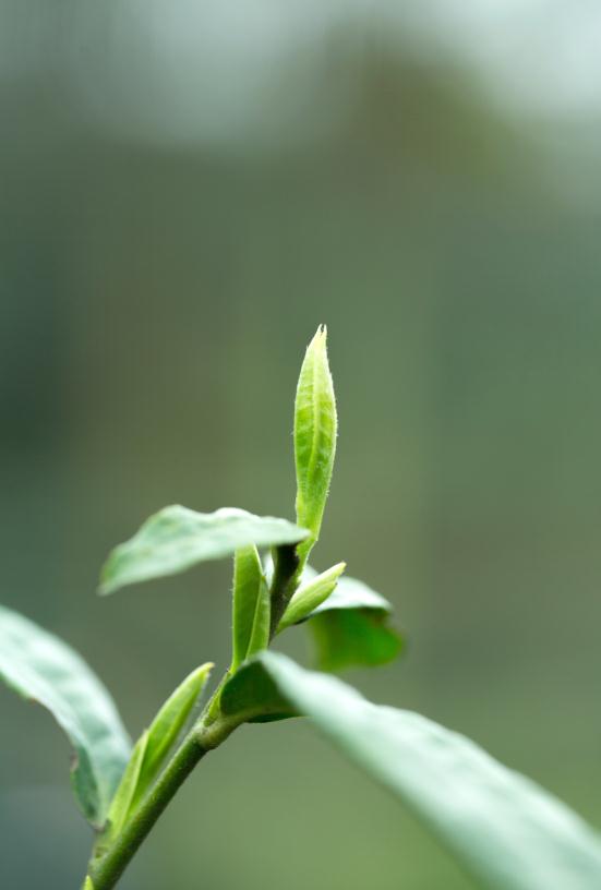 ��Ҷ��Xǧ���ߵ�����һ����ü��ɽ�̲�����ܲ�֮��