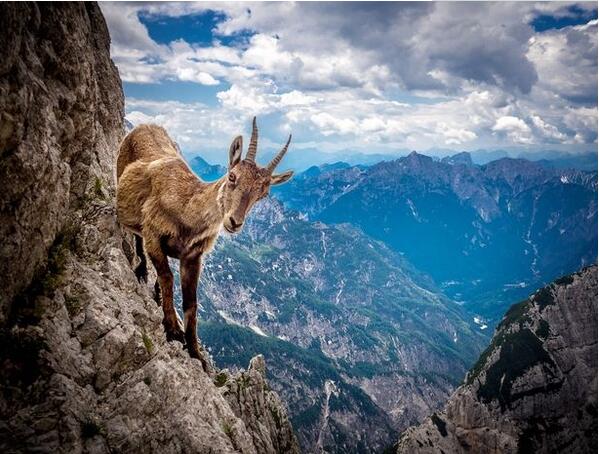 意大利最勇敢山羊悬崖峭壁上觅食引关注