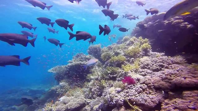 准备好了吗?世界10大潜水胜地等着你