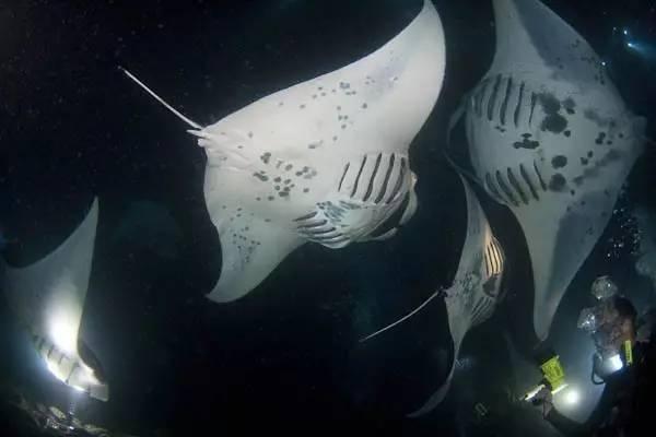 准备好了吗?世界10大潜水胜地等着你