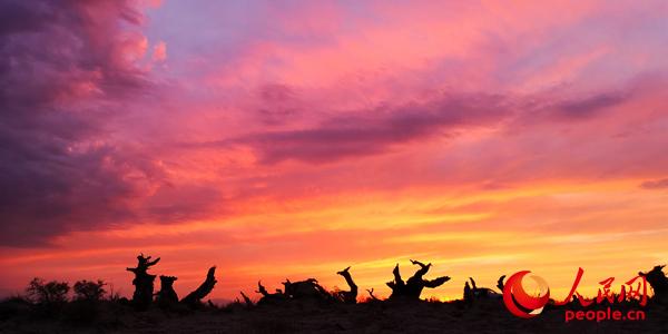 伊吾原始胡杨林 人民网 杨僧宇摄