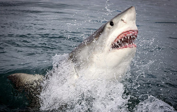 大白鲨鱼图片真实照片图片